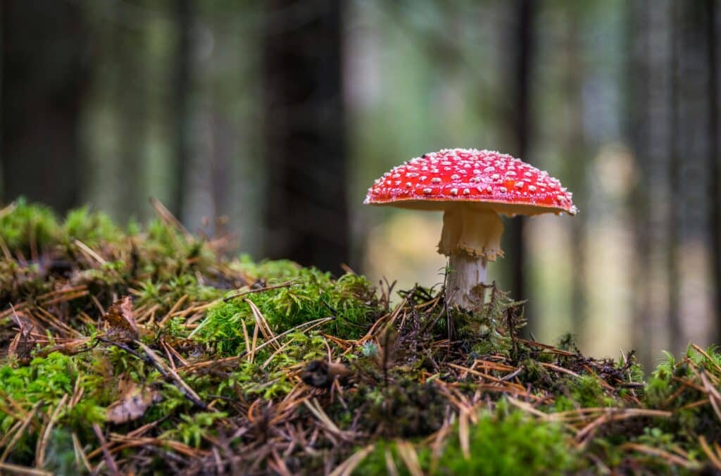 Red mushroom in the forest.